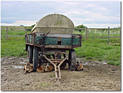 Foto: alter, buerlicher Anhnger mit aufmontiertem Wassertank, darunter liegen dsende Ziegen