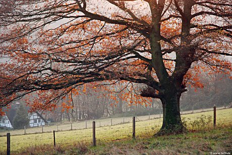 Foto: Baum in Rden