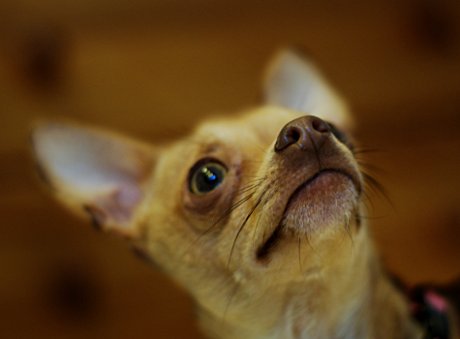 Foto: Chihuahua