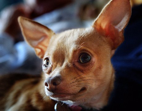 Foto: Chihuahua