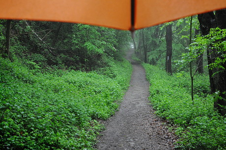 Foto: bunter Regenschirm unter Walddach