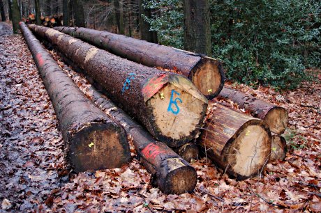 Foto: Holzstapel im Wald