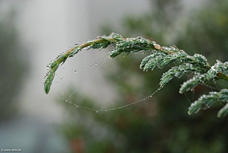 Foto: Spinnennetz mit Wassertropfen