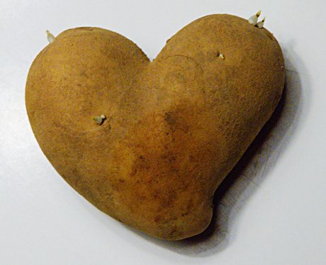 Foto: Kartoffelknolle in Herzform