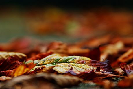 Foto: Herbstlaub