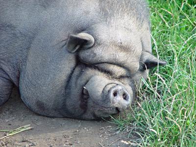 Ein Schwein vom Typ Hngebauch beim verdienten Schnheitsschlaf